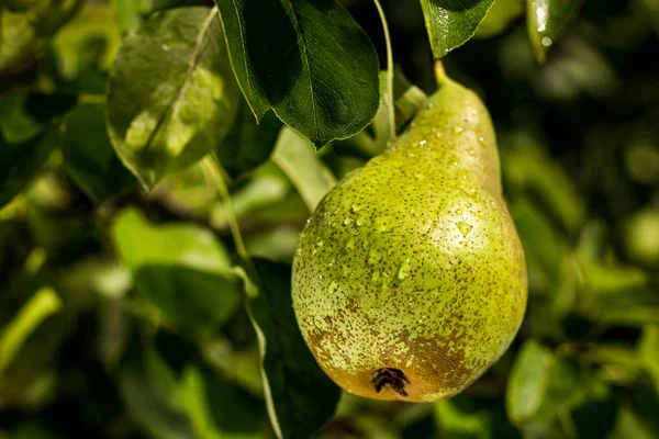 Gruszki na oddział, niedojrzałe zielone gruszka, grusza, smaczne gruszki młodych wiszące na drzewie, letni ogród owoce. Wole gruszki, zdrowe organiczne gruszki. Soczyste gruszki aromatyczne charakter tła. — Zdjęcie stockowe