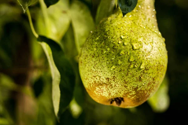 Pêras em um ramo, pêra verde não madura, árvore de pêra, pêra jovem saborosa pendurada na árvore, jardim de frutas de verão.Colheita de pêras, Pêras Orgânicas Saudáveis. Pêras saborosas suculentas de fundo da natureza . — Fotografia de Stock