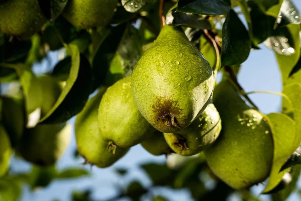 Τα αχλάδια σε ένα υποκατάστημα, άγουρος πράσινο αχλάδι, αχλάδι δέντρο, νόστιμα μικρά αχλάδι κρέμεται σε δέντρο, το καλοκαίρι στον κήπο φρούτων. Συγκομιδή των αχλαδιών, υγιή οργανικά τα αχλάδια. Ζουμερά αχλάδια flavorful φύση φόντου. — Φωτογραφία Αρχείου