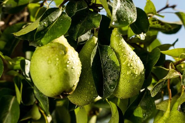 Pêras em um ramo, pêra verde não madura, árvore de pêra, pêra jovem saborosa pendurada na árvore, jardim de frutas de verão.Colheita de pêras, Pêras Orgânicas Saudáveis. Pêras saborosas suculentas de fundo da natureza . — Fotografia de Stock