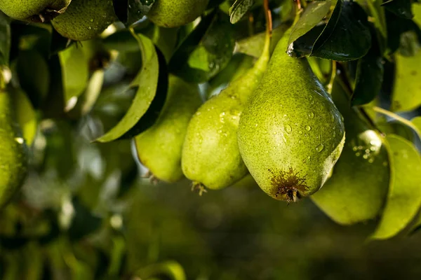 Τα αχλάδια σε ένα υποκατάστημα, άγουρος πράσινο αχλάδι, αχλάδι δέντρο, νόστιμα μικρά αχλάδι κρέμεται σε δέντρο, το καλοκαίρι στον κήπο φρούτων. Συγκομιδή των αχλαδιών, υγιή οργανικά τα αχλάδια. Ζουμερά αχλάδια flavorful φύση φόντου. — Φωτογραφία Αρχείου
