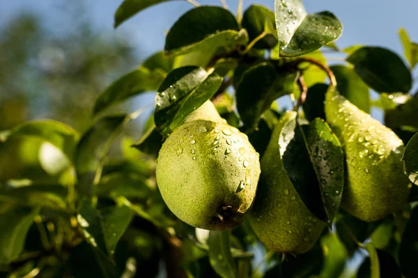 Gruszki na oddział, niedojrzałe zielone gruszka, grusza, smaczne gruszki młodych wiszące na drzewie, letni ogród owoce. Wole gruszki, zdrowe organiczne gruszki. Soczyste gruszki aromatyczne charakter tła. — Zdjęcie stockowe