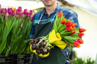 Kavramı bir buket çiçek, nerede laleler, Lale laleler, ampuller, ilkbahar, dolu tutarak gülen bahçıvan yetiştirmek bir sera ayakta tutan adam bahçıvan Çiçekçi Çiçek
