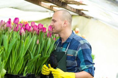 sera içinde Bahçe aletleri ile adam bahçıvan, çiçekçi çiçek bir sera ile çalışma dostum. Bahar, çok lale, çiçek kavramı, çiçek sanayi tarımı