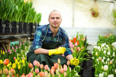 sera içinde Bahçe aletleri ile adam bahçıvan, çiçekçi çiçek bir sera ile çalışma dostum. Bahar, çok lale, çiçek kavramı, çiçek sanayi tarımı