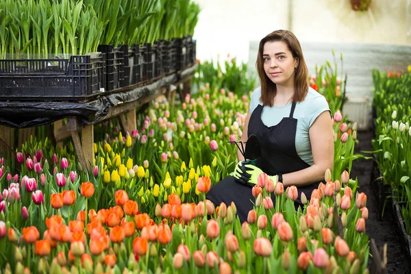 Florists woman working with flowers in a greenhouse. Springtime, lots of tulips,flowers concept,Industrial cultivation of flowers,a lot of beautiful colored tulips