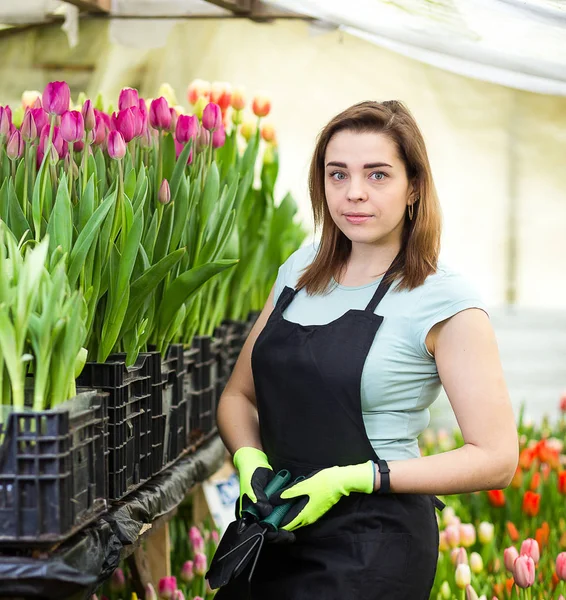 Floristas mulher trabalhando com flores em uma estufa. Primavera, muitas tulipas, conceito de flores, cultivo industrial de flores, um monte de belas tulipas coloridas — Fotografia de Stock