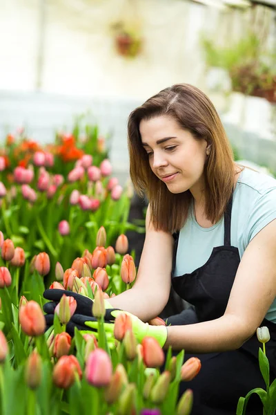 Floristas mulher trabalhando com flores em uma estufa. Primavera, muitas tulipas, conceito de flores, cultivo industrial de flores, um monte de belas tulipas coloridas — Fotografia de Stock