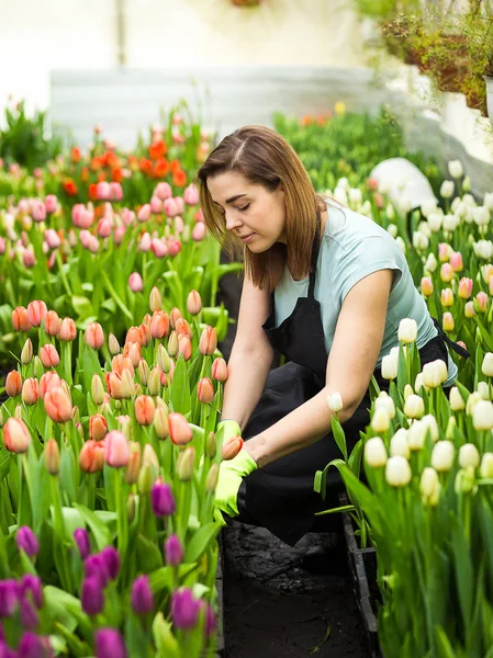 Florists woman working with flowers in a greenhouse. Springtime, lots of tulips,flowers concept,Industrial cultivation of flowers,a lot of beautiful colored tulips