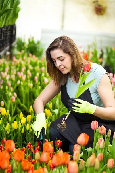 Mulher jardineiro florista segurando um buquê de flores, de pé em uma estufa, onde as tulipas cultivar, Smiling jardineiro segurando tulipas com bulbos, Primavera, muitas tulipas, conceito de flores — Fotografia de Stock
