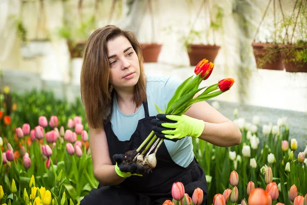 Kobieta ogrodnik Kwiaciarnia z bukietem kwiatów, stojąc w szklarni, gdzie uprawiać tulipany, ogrodnik Smiling gospodarstwa tulipany z mnóstwem żarówki, wiosenny, tulipany, kwiaty koncepcja — Zdjęcie stockowe