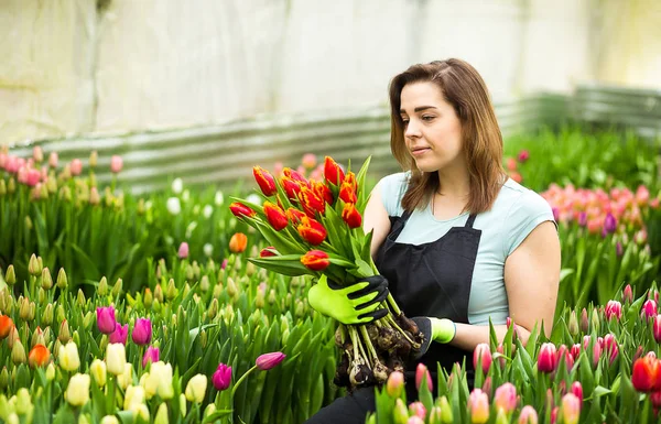 Mulher jardineiro florista segurando um buquê de flores, de pé em uma estufa, onde as tulipas cultivar, Smiling jardineiro segurando tulipas com bulbos, Primavera, muitas tulipas, conceito de flores — Fotografia de Stock