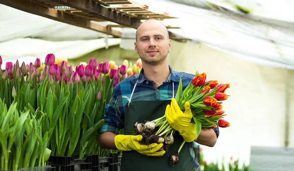 Homem jardineiro florista segurando um buquê de flores, de pé em uma estufa, onde as tulipas cultivar, Smiling jardineiro segurando tulipas com bulbos, Primavera, muitas tulipas, conceito de flores — Fotografia de Stock