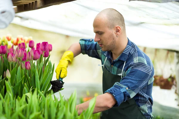 Jardineiro homem com ferramentas de jardim na estufa, Floristas homem trabalhando com flores em uma estufa. Primavera, muitas tulipas, conceito de flores, cultivo industrial de flores — Fotografia de Stock