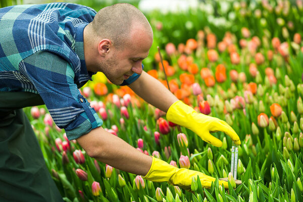 Флорист работает с цветами в оранжерее. Весна, много тюльпанов, концепция цветов, промышленное выращивание цветов, много красивых цветных тюльпанов

