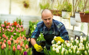 Bir sera çiçeklerle çalışan çiçekçi adam. Bahar, çok lale, çiçek kavramı, çiçekler, güzel renkli Lale çok sanayi tarımı
