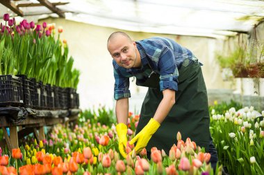 Bir sera çiçeklerle çalışan çiçekçi adam. Bahar, çok lale, çiçek kavramı, çiçekler, güzel renkli Lale çok sanayi tarımı