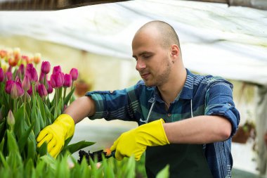 sera içinde Bahçe aletleri ile adam bahçıvan, çiçekçi çiçek bir sera ile çalışma dostum. Bahar, çok lale, çiçek kavramı, çiçek sanayi tarımı