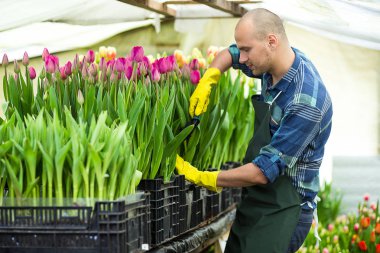 sera içinde Bahçe aletleri ile adam bahçıvan, çiçekçi çiçek bir sera ile çalışma dostum. Bahar, çok lale, çiçek kavramı, çiçek sanayi tarımı