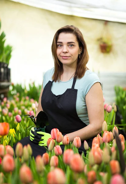 Jardineiro mulher com ferramentas de jardim na estufa, floristas mulher trabalhando com flores em uma estufa. Primavera, muitas tulipas, conceito de flores, cultivo industrial de flores — Fotografia de Stock