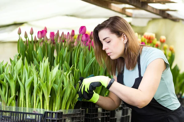 Vrouw tuinman met tuingereedschap in de serre, bloemisten vrouw die werkt met bloemen in een kas. Lente, veel tulpen, bloemen concept, industriële teelt van bloemen — Stockfoto
