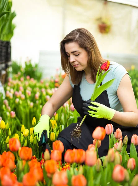 Mulher jardineiro florista segurando um buquê de flores, de pé em uma estufa, onde as tulipas cultivar, Smiling jardineiro segurando tulipas com bulbos, Primavera, muitas tulipas, conceito de flores — Fotografia de Stock