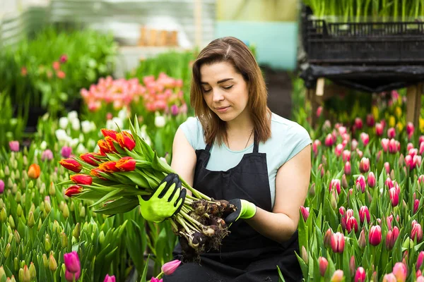 Mulher jardineiro florista segurando um buquê de flores, de pé em uma estufa, onde as tulipas cultivar, Smiling jardineiro segurando tulipas com bulbos, Primavera, muitas tulipas, conceito de flores — Fotografia de Stock