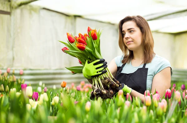 Fiorista giardiniere donna che tiene un mazzo di fiori, in piedi in una serra, dove i tulipani coltivano, giardiniere sorridente che tiene tulipani con bulbi, Primavera, un sacco di tulipani, concetto di fiori — Foto Stock