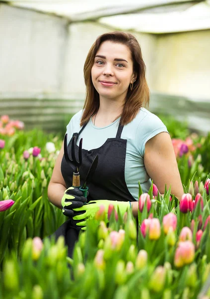 woman gardener with garden tools in the greenhouse,Florists woman working with flowers in a greenhouse. Springtime, lots of tulips,flowers concept,Industrial cultivation of flowers