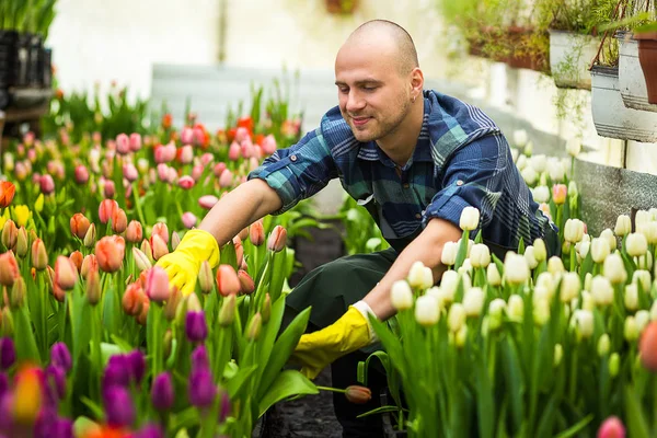 Florists man working with flowers in a greenhouse. Springtime, lots of tulips,flowers concept,Industrial cultivation of flowers,a lot of beautiful colored tulips