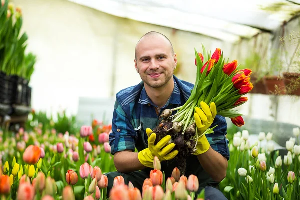 Homem jardineiro florista segurando um buquê de flores, de pé em uma estufa, onde as tulipas cultivar, Smiling jardineiro segurando tulipas com bulbos, Primavera, muitas tulipas, conceito de flores — Fotografia de Stock