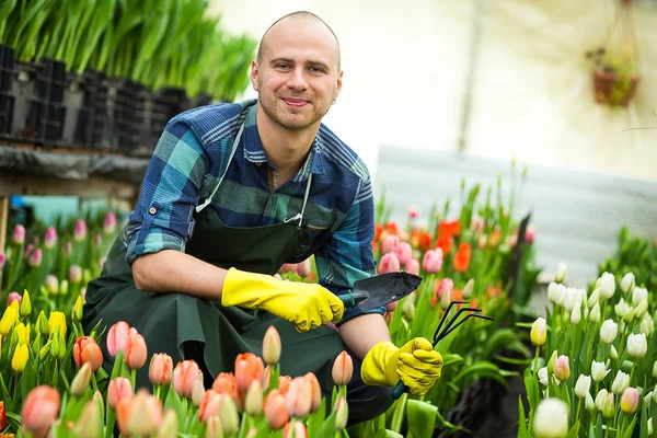 Jardineiro homem com ferramentas de jardim na estufa, Floristas homem trabalhando com flores em uma estufa. Primavera, muitas tulipas, conceito de flores, cultivo industrial de flores — Fotografia de Stock