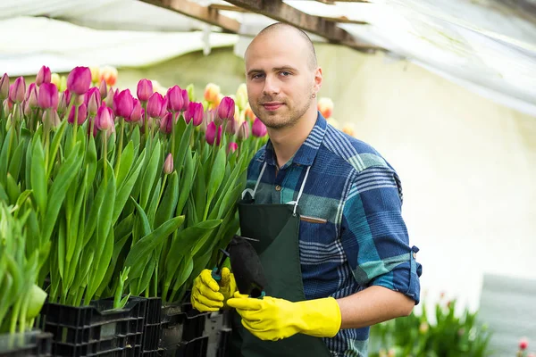 Jardineiro homem com ferramentas de jardim na estufa, Floristas homem trabalhando com flores em uma estufa. Primavera, muitas tulipas, conceito de flores, cultivo industrial de flores — Fotografia de Stock