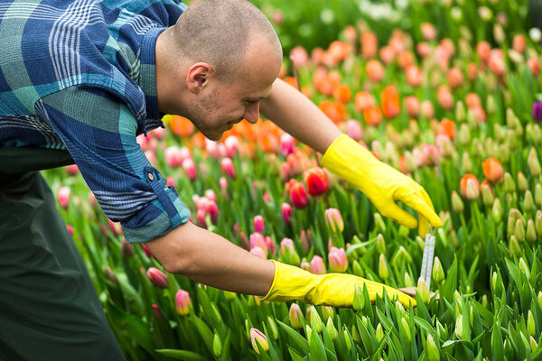 Флорист работает с цветами в оранжерее. Весна, много тюльпанов, концепция цветов, промышленное выращивание цветов, много красивых цветных тюльпанов
