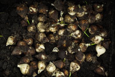 Lale çiçek soğanı, lale soğanı, lale soğanı kutularına depolanan detayını temizlenmiş ve ampuller dikim, tarım ve çiçek kavramı, Lale, çiçek kavramı bir sürü için hazırlanan