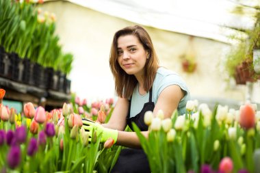 Sera, sera çiçeklerle çalışan çiçekçi kadın içinde Bahçe aletleri ile kadın bahçıvan. Bahar, çok lale, çiçek kavramı, çiçek sanayi tarımı