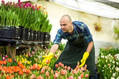 Bir sera çiçeklerle çalışan çiçekçi adam. Bahar, çok lale, çiçek kavramı, çiçekler, güzel renkli Lale çok sanayi tarımı