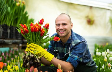 Kavramı bir buket çiçek, nerede laleler, Lale laleler, ampuller, ilkbahar, dolu tutarak gülen bahçıvan yetiştirmek bir sera ayakta tutan adam bahçıvan Çiçekçi Çiçek