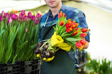 Kavramı bir buket çiçek, nerede laleler, Lale laleler, ampuller, ilkbahar, dolu tutarak gülen bahçıvan yetiştirmek bir sera ayakta tutan adam bahçıvan Çiçekçi Çiçek