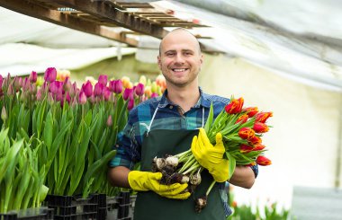 Kavramı bir buket çiçek, nerede laleler, Lale laleler, ampuller, ilkbahar, dolu tutarak gülen bahçıvan yetiştirmek bir sera ayakta tutan adam bahçıvan Çiçekçi Çiçek