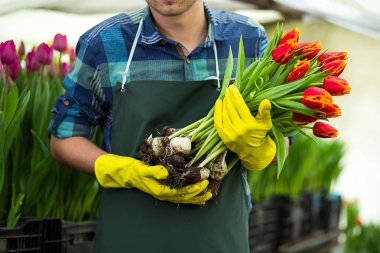 Kavramı bir buket çiçek, nerede laleler, Lale laleler, ampuller, ilkbahar, dolu tutarak gülen bahçıvan yetiştirmek bir sera ayakta tutan adam bahçıvan Çiçekçi Çiçek