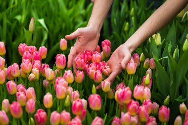 Lale ile el güzel çok renkli Lale alan, bahçede, sera, kırmızı, sarı, mor, turuncu, pembe tulups, Bahar, Lale, çiçek kavramı bir sürü büyüyen bir sürü kadar kapatmak