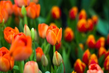 güzel renkli Lale alan, bahçede, sera, kırmızı, sarı, mor, turuncu, pembe tulups, Bahar, Lale, bir sürü büyüyen bir sürü kavram çiçekler