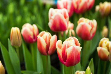 güzel renkli Lale alan, bahçede, sera, kırmızı, sarı, mor, turuncu, pembe tulups, Bahar, Lale, bir sürü büyüyen bir sürü kavram çiçekler