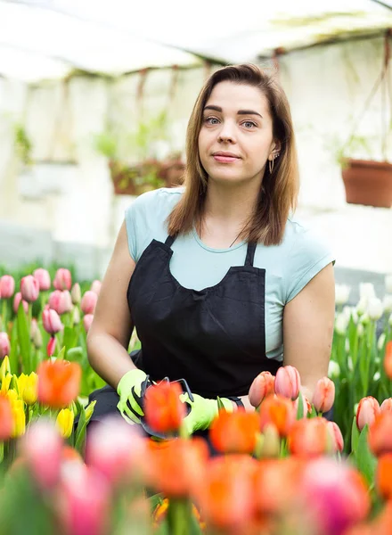 Jardineiro mulher com ferramentas de jardim na estufa, floristas mulher trabalhando com flores em uma estufa. Primavera, muitas tulipas, conceito de flores, cultivo industrial de flores — Fotografia de Stock