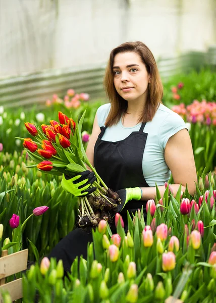 Mulher jardineiro florista segurando um buquê de flores, de pé em uma estufa, onde as tulipas cultivar, Smiling jardineiro segurando tulipas com bulbos, Primavera, muitas tulipas, conceito de flores — Fotografia de Stock