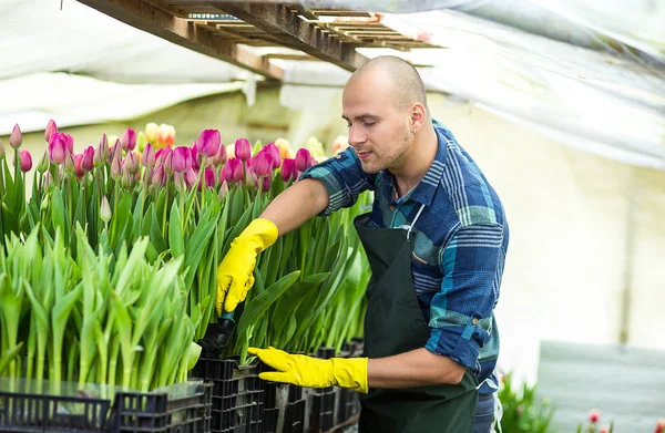 Jardineiro homem com ferramentas de jardim na estufa, Floristas homem trabalhando com flores em uma estufa. Primavera, muitas tulipas, conceito de flores, cultivo industrial de flores — Fotografia de Stock