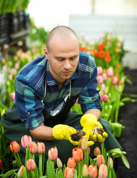 Jardineiro homem com ferramentas de jardim na estufa, Floristas homem trabalhando com flores em uma estufa. Primavera, muitas tulipas, conceito de flores, cultivo industrial de flores — Fotografia de Stock