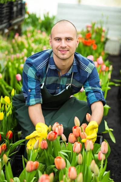 man gardener with garden tools in the greenhouse,Florists man working with flowers in a greenhouse. Springtime, lots of tulips,flowers concept,Industrial cultivation of flowers