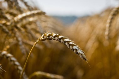 Buğday tarlası. Altın buğday kulakları yakında. Güzel Doğa Günbatımı Manzarası. Parlayan Güneş Işığı Altında Kırsal Manzara. Olgunlaşan çayırlık buğday tarlalarının arka planı. Zengin hasat kavramı